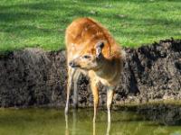 Sitatunga Weibchen